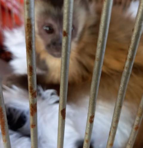 PMA captura filhote de macaco-prego em chácara de Glória de Dourados